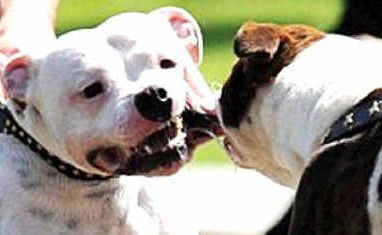 Toowoomba staffy breeder Sylvia Long says the breed is misunderstood, with those that are not purebreds (above) more likely to be vicious. Toowoomba staffy breeder Sylvia Long says the breed is misunderstood, with those that are not purebreds (above) more likely to be vicious.
